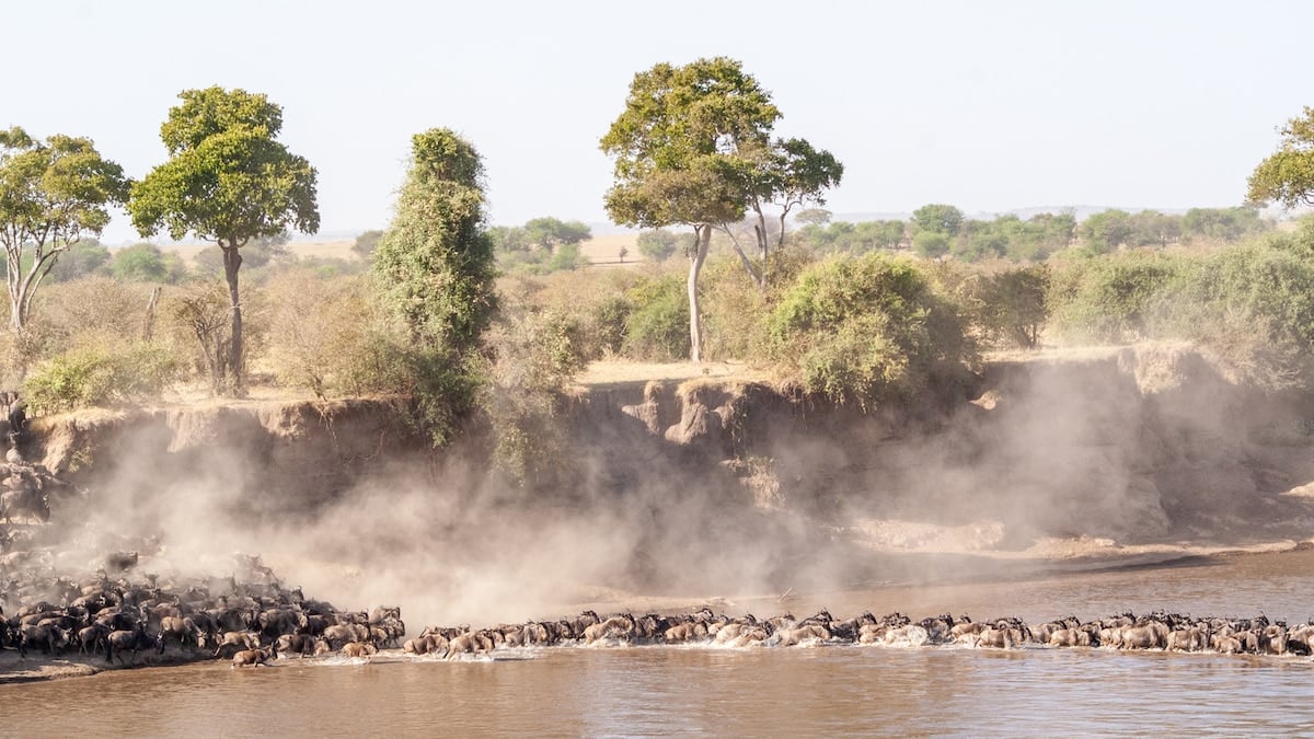 Tres parques, una sola Tanzania: la ruta que une baobabs, cebras y un craters con 25.000 animales