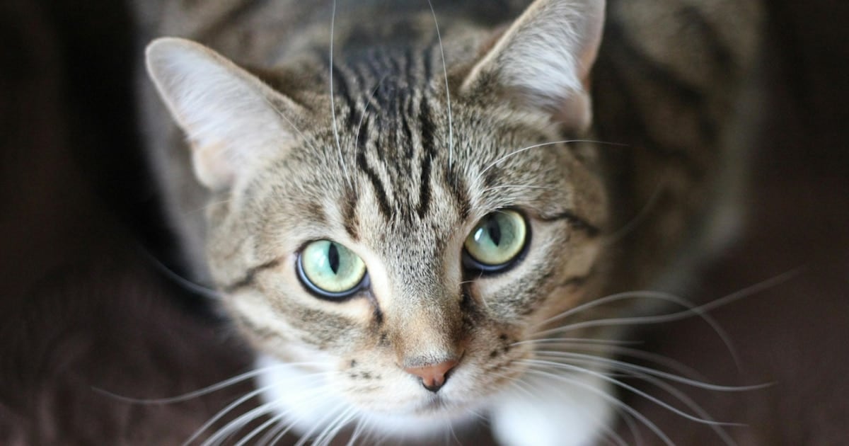 El parásito que comparten gatos y humanos: qué dice el mayor relevamiento hecho hasta ahora