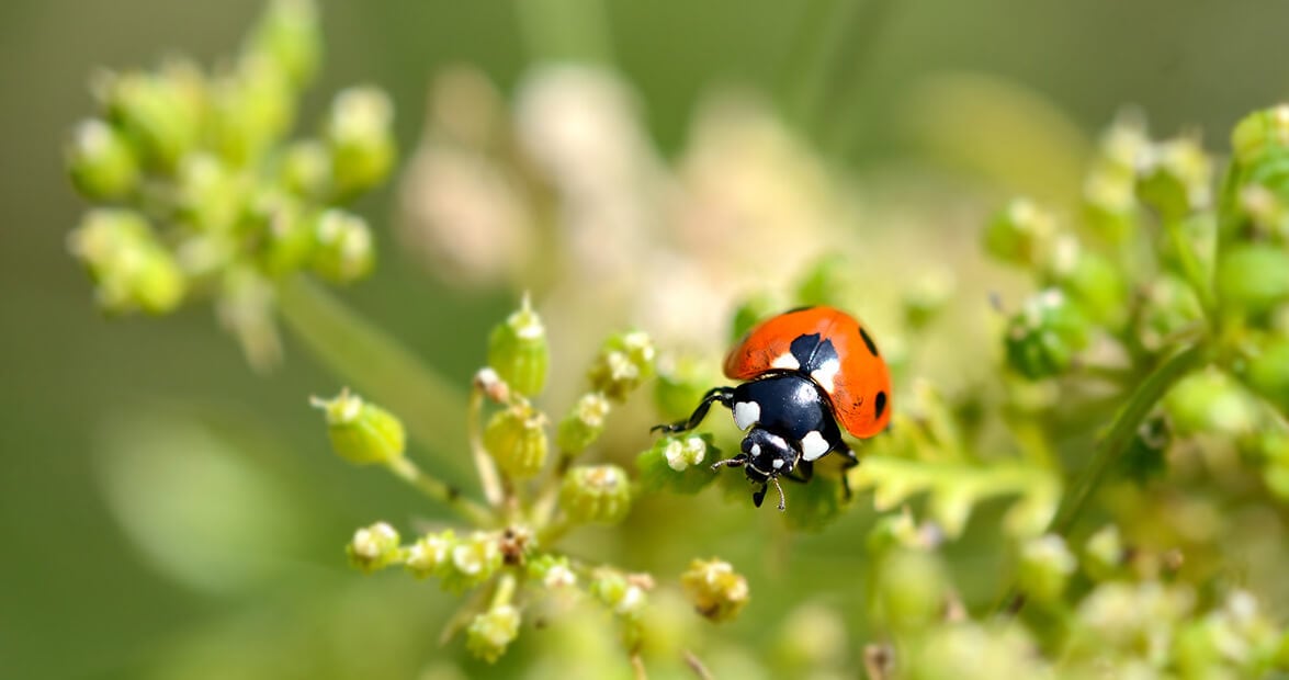 Volver a lo de siempre: cómo armar un botiquín verde para que el jardín llegue sano al verano
