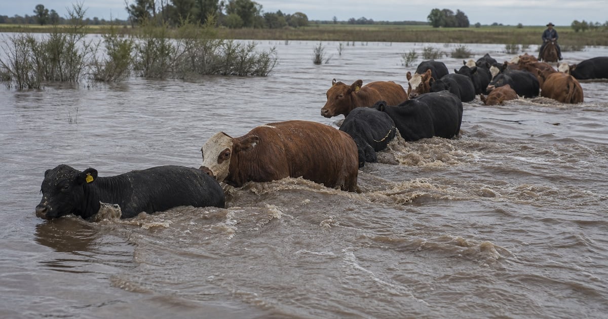 La bajante histórica del Paraná arrastra hacienda correntina y recalienta el mercado de la carne en la Argentina