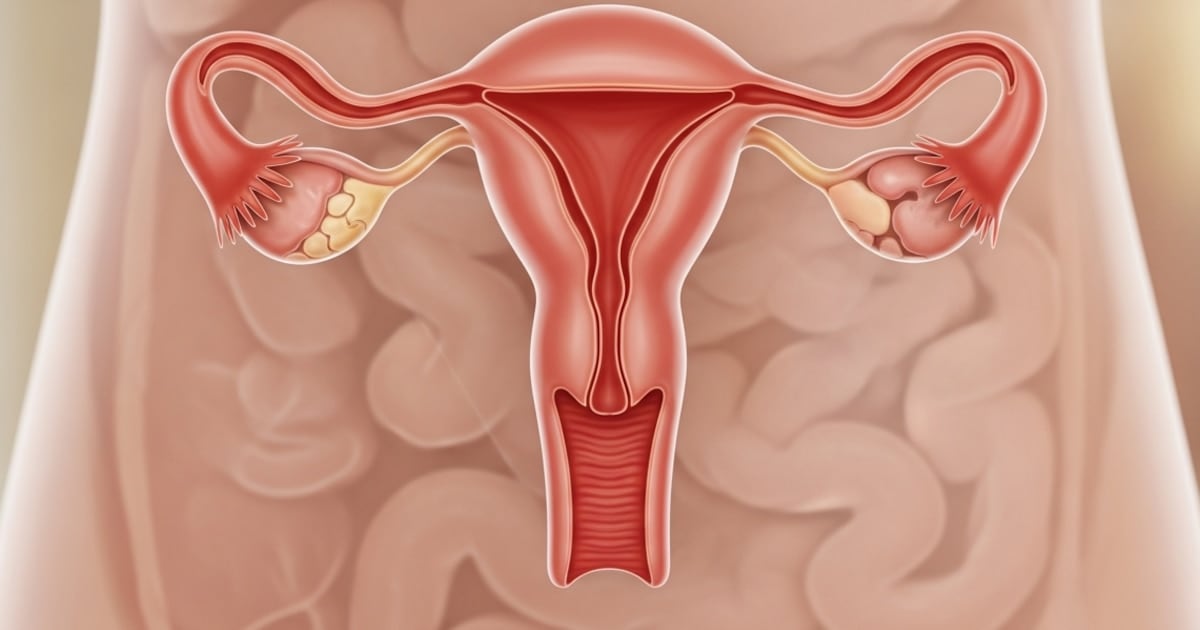 Lo que la menopausia no apaga: el ovario sigue trabajando en silencio durante décadas