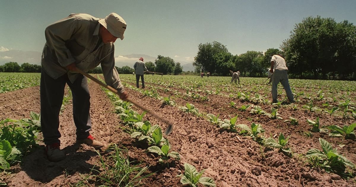 El Gobierno extendió por un año el piso de asignaciones familiares para los trabajadores rurales temporarios